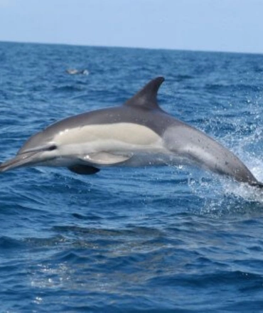 Dolphin Safari