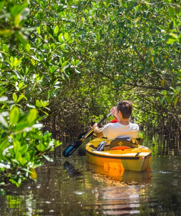 Mangrove Kayaking in Karli River